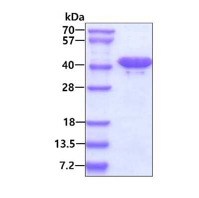 SDS-Page: Recombinant Human BPNT1 His Protein [NBP1-50964] - 3ug by SDS-PAGE under reducing condition and visualized by coomassie blue stain.